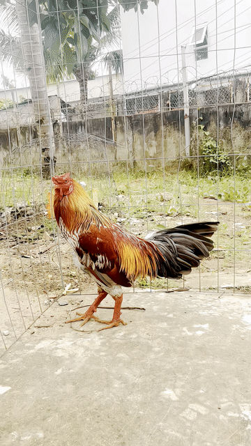 Gà chọi Vĩnh Long Đực. Mua bán Gà tại Thành phố Vĩnh Long Vĩnh Long được đăng bởi Nguyễn Thông Gà Đá hình 1