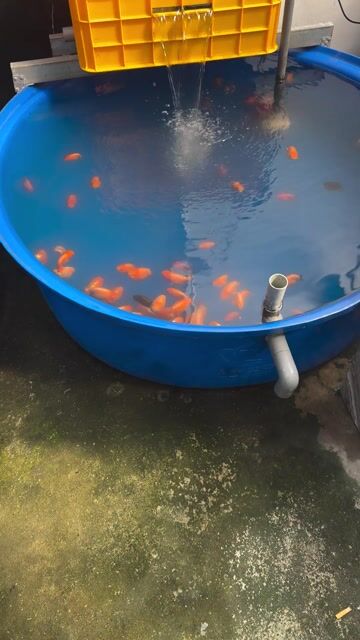 Cá Ranchu 3-3.5n Khoẻ mạnh. Mua bán Thú cưng khác tại Huyện Hóc Môn Tp Hồ Chí Minh được đăng bởi Tiệm Nhà Cá Vàng  hình 1