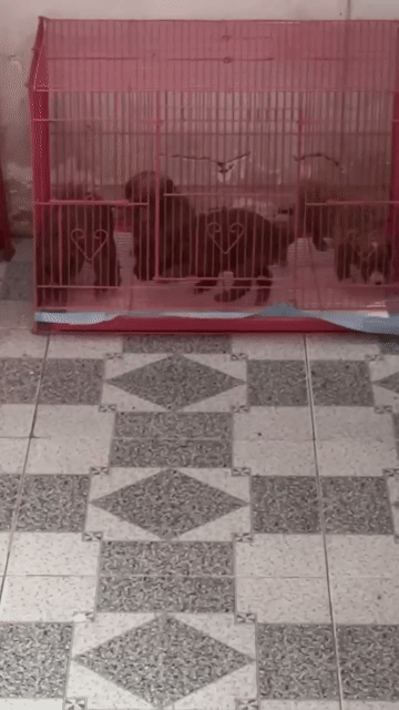 Chó Poodle Nâu con. Mua bán Chó tại Huyện Hóc Môn Tp Hồ Chí Minh được đăng bởi Tường Vy hình 1