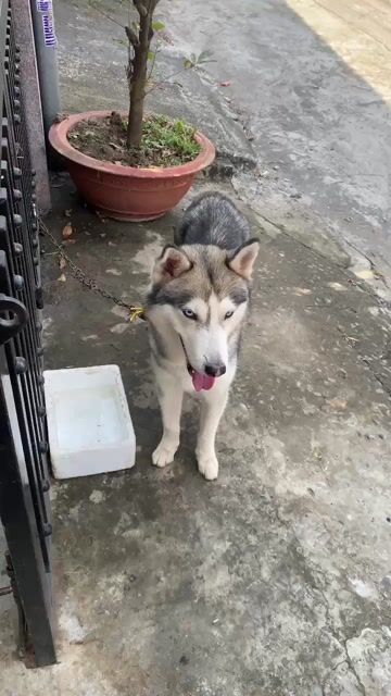 Chó Husky thuần chủng đực đã tiêm. Mua bán Chó tại Thành phố Biên Hòa Đồng Nai được đăng bởi NQ Việt hình 1