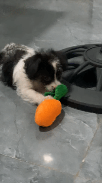 Chó Poodle lai Nhật cái 2 tháng. Mua bán Chó tại Quận Hải Châu Đà Nẵng được đăng bởi Trần hình 1