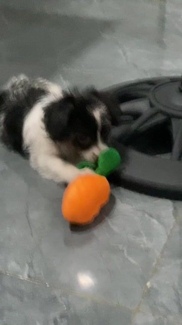 Chó Poodle lai Nhật cái 2 tháng. Mua bán Chó tại Quận Hải Châu Đà Nẵng được đăng bởi Trần hình 1