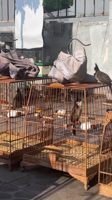 Chim chào mào thả được đang lông. Mua bán Chim tại Quận Tân Phú Tp Hồ Chí Minh được đăng bởi Thanh Phú hình 1