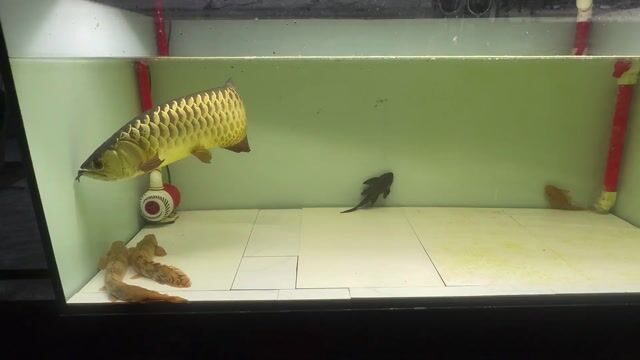 Cá Rồng Bối 55cm Vàng đồng Khỏe mạnh. Mua bán Thú cưng khác tại Huyện Châu Thành Tiền Giang được đăng bởi minh lâm hình 1