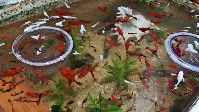 Cá song huyết kiếm dài size sinh sản. Mua bán Thú cưng khác tại Quận 12 Tp Hồ Chí Minh được đăng bởi Nguyễn Chung hình 1