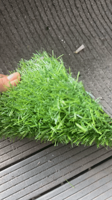 Cỏ nhân tạo Đế dày Xanh lá Sân vườn. Mua bán Cây cảnh, đồ trang trí tại Quận Bình Thuỷ Cần Thơ được đăng bởi phat hình 1