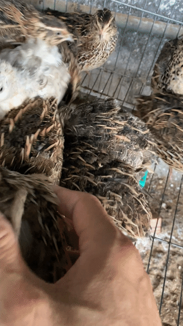 Chim Cút Cảnh, Đẻ màu Nâu, Đen, Trắng. Mua bán Thú cưng khác tại Huyện Duyên Hải Trà Vinh được đăng bởi Minh hình 1