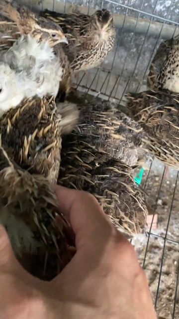 Chim Cút Cảnh, Đẻ màu Nâu, Đen, Trắng. Mua bán Thú cưng khác tại Huyện Duyên Hải Trà Vinh được đăng bởi Minh hình 1