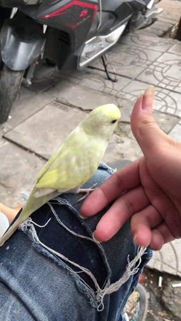 Chim cảnh Vàng nhạt Khỏe mạnh. Mua bán Chim tại Quận Hai Bà Trưng Hà Nội được đăng bởi Phạm Văn Dương hình 1
