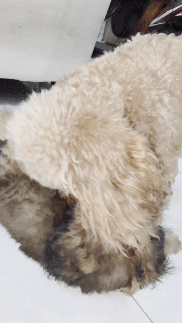 Chó Poodle nâu 2.5 tháng tuổi. Mua bán Chó tại Quận Bình Tân Tp Hồ Chí Minh được đăng bởi Quế Chi Trần Ngọc hình 1