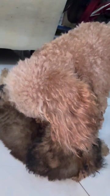 Chó Poodle nâu 2.5 tháng tuổi. Mua bán Chó tại Quận Bình Tân Tp Hồ Chí Minh được đăng bởi Quế Chi Trần Ngọc hình 1
