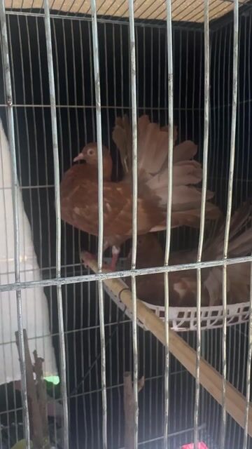 Bồ câu xoà nâu. Mua bán Chim tại Huyện Phước Long Bạc Liêu được đăng bởi Thái Bảo hình 1