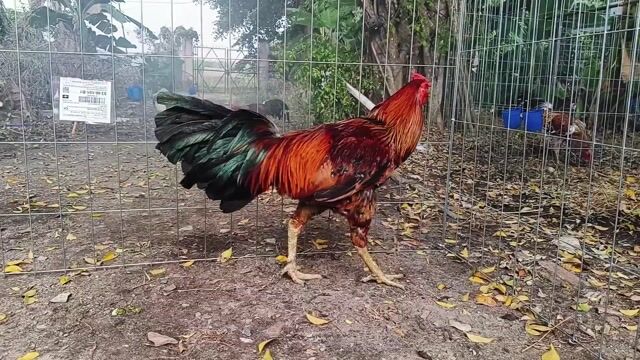 Gà chọi Khét bông 3.45kg 12 tháng. Mua bán Gà tại Huyện Củ Chi Tp Hồ Chí Minh được đăng bởi Nghia gà nhà 71 hình 1