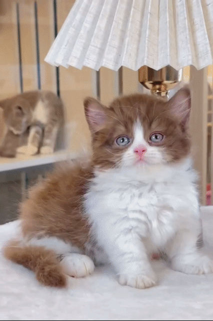 Mèo Munchkin Đực Nâu trắng Lùn bicin. Mua bán Mèo tại Thành phố Thủ Đức Tp Hồ Chí Minh được đăng bởi QUYNH THI TITI hình 1
