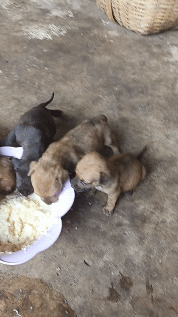Chó con màu Nâu cả hai. Mua bán Chó tại Huyện Hòa Thành Tây Ninh được đăng bởi Đăng Quang hình 1