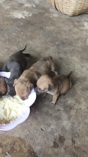 Chó con màu Nâu cả hai. Mua bán Chó tại Huyện Hòa Thành Tây Ninh được đăng bởi Đăng Quang hình 1