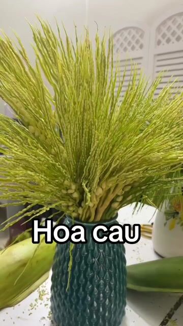 Hoa phong thủy Hoa cau. Mua bán Cây cảnh, đồ trang trí tại Huyện Thanh Trì Hà Nội được đăng bởi Thuỷ hình 1