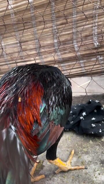 Gà chọi Tía lục đinh Đực. Mua bán Gà tại Huyện Thanh Trì Hà Nội được đăng bởi Thuỷ hình 1