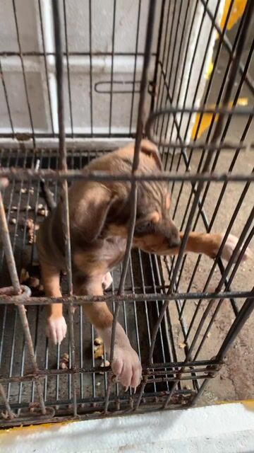 Chó Phốc lai nhỏ , giống cái. Mua bán Chó tại Quận Hải Châu Đà Nẵng được đăng bởi Bàng Nguyễn  hình 1