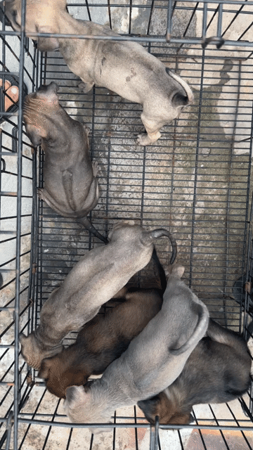 phú quốc và phú quốc xoáy thái ạ. Mua bán Chó tại Quận Bình Tân Tp Hồ Chí Minh được đăng bởi Hải Đăng Gia Thành hình 1