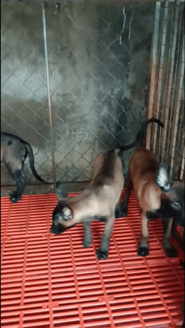 chó malinois đẹp lớn con. Mua bán Chó tại Huyện Vĩnh Cửu Đồng Nai được đăng bởi Trại Chó Rottweiler Trị An hình 1