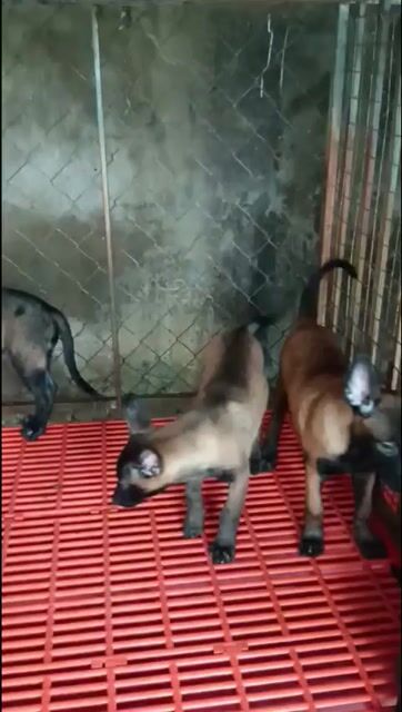 chó malinois đẹp lớn con. Mua bán Chó tại Huyện Vĩnh Cửu Đồng Nai được đăng bởi Trại Chó Rottweiler Trị An hình 1
