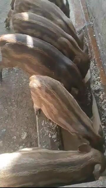 Heo lai rừng nâu sọc 6-9 kg. Mua bán Thú cưng khác tại Thành phố Thuận An Bình Dương được đăng bởi Thanh hình 1