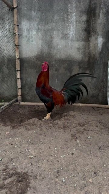 Gà Trắng 2.4kg Đực. Mua bán Gà tại Huyện Bình Chánh Tp Hồ Chí Minh được đăng bởi Uy tín kh tật lỗi hình 1