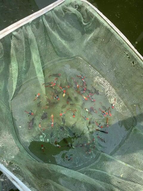 Cá cảnh Dumbo Short Đa màu. Mua bán Thú cưng khác tại Huyện Gò Dầu Tây Ninh được đăng bởi Tín hình 1