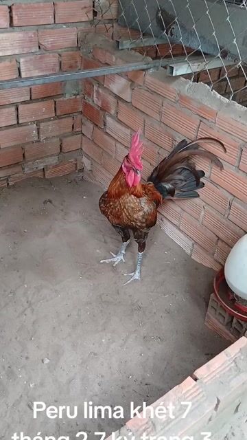 Gà Peru Lima Khét 7 tháng. Mua bán Gà tại Quận Bình Thuỷ Cần Thơ được đăng bởi Trại gà long tuyền bình thủy cần thơ hình 1