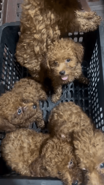 Chó Poodle F1 Cái Nâu Sức khỏe tốt. Mua bán Chó tại Quận Bắc Từ Liêm Hà Nội được đăng bởi Trần Trung Phong hình 1