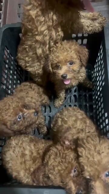 Chó Poodle F1 Cái Nâu Sức khỏe tốt. Mua bán Chó tại Quận Bắc Từ Liêm Hà Nội được đăng bởi Trần Trung Phong hình 1