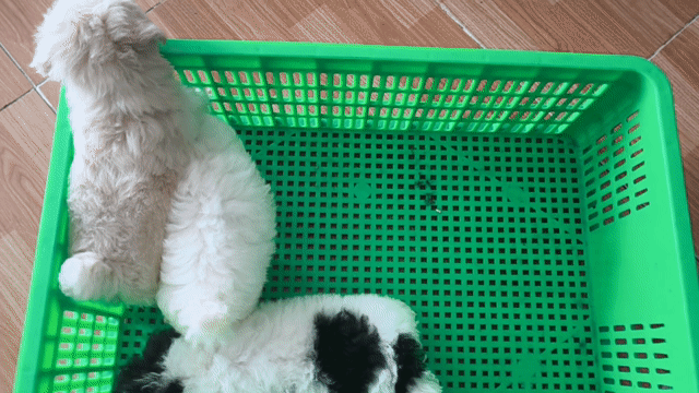 Chó Poodle cái đen trắng. Mua bán Chó tại Thành phố Vĩnh Long Vĩnh Long được đăng bởi Minh Luan Huynh hình 1