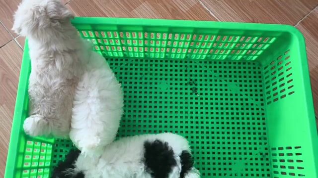Chó Poodle cái đen trắng. Mua bán Chó tại Thành phố Vĩnh Long Vĩnh Long được đăng bởi Minh Luan Huynh hình 1