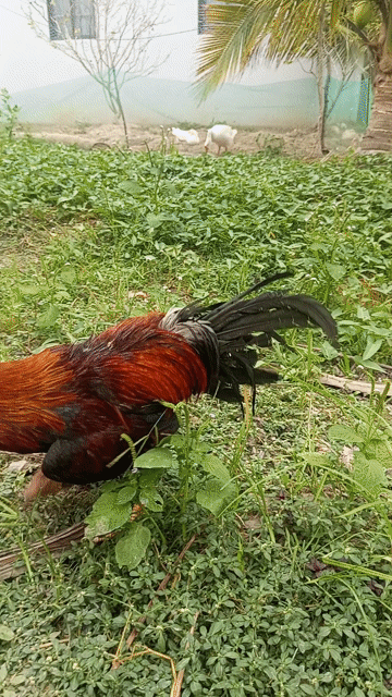 thanh lý 2k6. Mua bán Gà tại Huyện Mỹ Tú Sóc Trăng được đăng bởi Hiệp hình 1