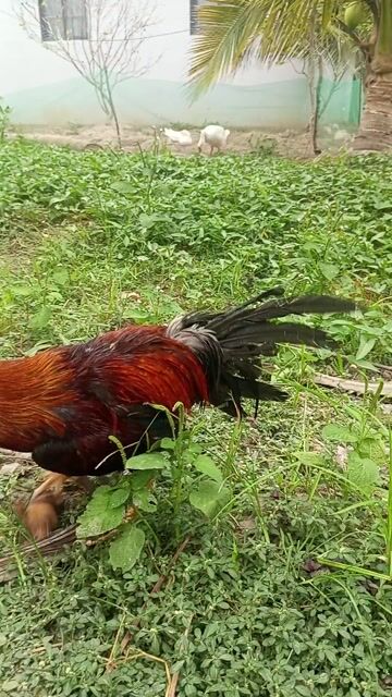 thanh lý 2k6. Mua bán Gà tại Huyện Mỹ Tú Sóc Trăng được đăng bởi Hiệp hình 1