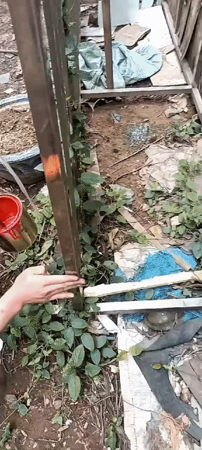 Sơn epoxy sàn nhà xưởng màu Xám. Mua bán Đồ chuyên dụng, Giống nuôi trồng tại Huyện Thanh Oai Hà Nội được đăng bởi hoàng tuấn hình 1