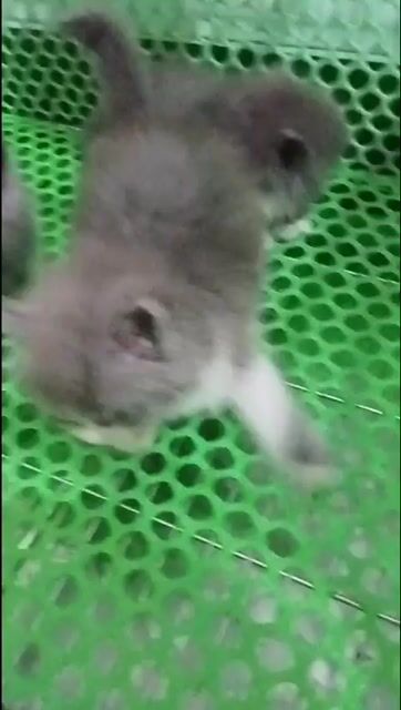 Mèo Anh lông ngắn Xám trắng đã tiêm. Mua bán Mèo tại Huyện Gia Lâm Hà Nội được đăng bởi Trần Văn Phương  hình 1