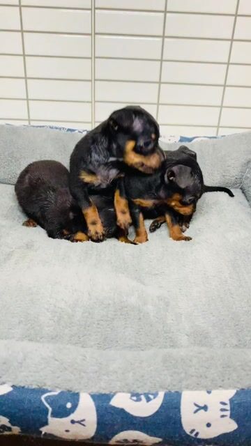 Chó Phốc nai đen vàng. Mua bán Chó tại Quận 8 Tp Hồ Chí Minh được đăng bởi Nguyễn Mạnh  hình 1