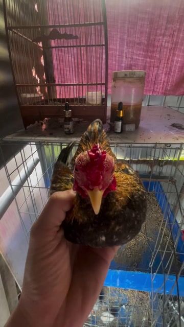 Gà tre Cả cặp Điều 4 lạng 3 lạng 6. Mua bán Gà tại Huyện Cần Đước Long An được đăng bởi Nguyễn hưng hình 1