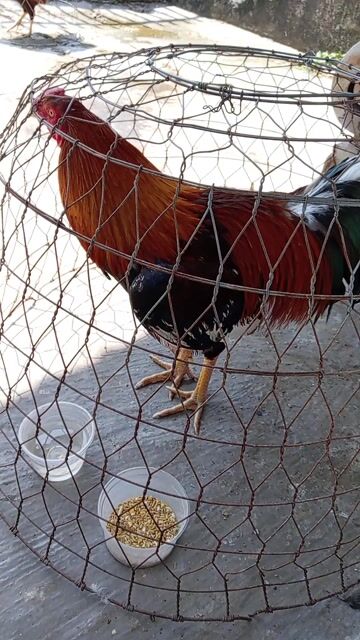 Gà nồi siêu 3.3kg. Mua bán Gà tại Thành phố Rạch Giá Kiên Giang được đăng bởi Đoàn Huy hình 1