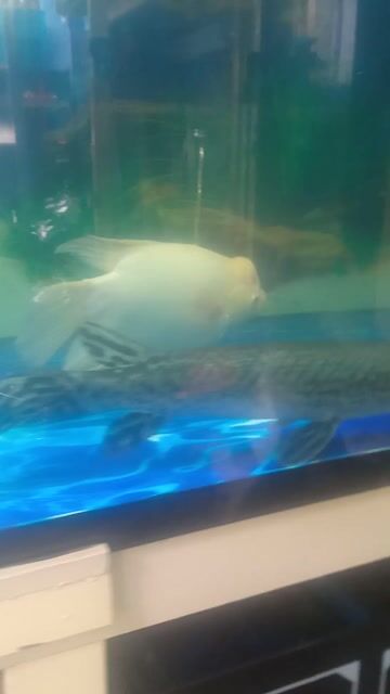 mình cần thanh lý các phát tài hay ký hơn đầu bự. Mua bán Thú cưng khác tại Quận Bình Tân Tp Hồ Chí Minh được đăng bởi giau hình 1