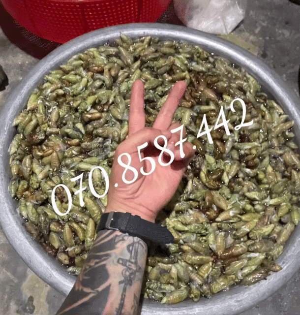 Ve ve non. Mua bán Đồ ăn, thực phẩm và các loại khác tại Thành phố Huế Thừa Thiên Huế được đăng bởi boy hình 1