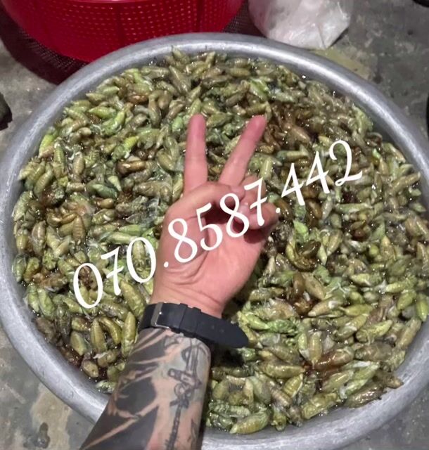 Ve ve non. Mua bán Đồ ăn, thực phẩm và các loại khác tại Thành phố Huế Thừa Thiên Huế được đăng bởi boy hình 1