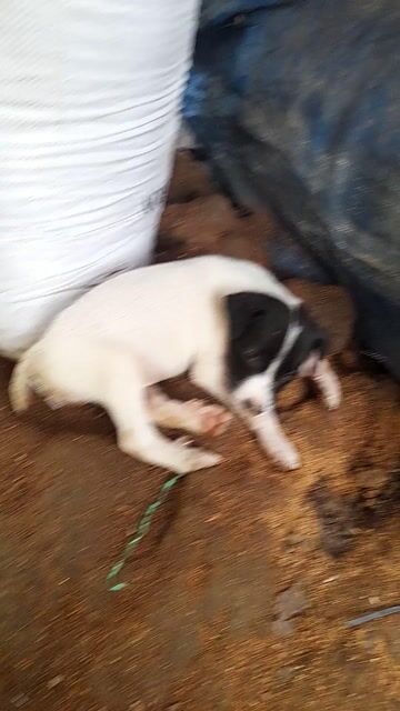 Chó Phú Thái đen đã tiêm phòng. Mua bán Chó tại Huyện Mỏ Cày Nam Bến Tre được đăng bởi TRI NGUYỄN VĂN hình 2