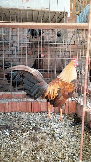 khét. Mua bán Gà tại Huyện Thống Nhất Đồng Nai được đăng bởi trí kiên  hình 1