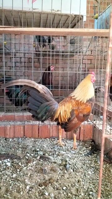 khét. Mua bán Gà tại Huyện Thống Nhất Đồng Nai được đăng bởi trí kiên  hình 1