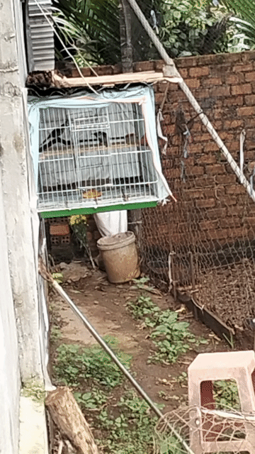 Chim cảnh cặp trống mái ghép đẻ. Mua bán Chim tại Huyện Cư Kuin Đắk Lắk được đăng bởi nhat duy hình 1