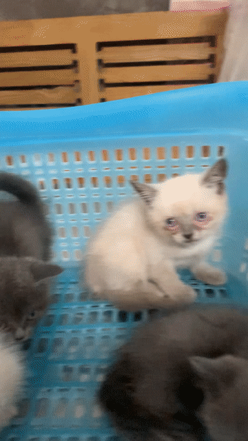 Mèo Anh lông ngắn Xám. Mua bán Mèo tại Quận Hai Bà Trưng Hà Nội được đăng bởi Trần Linh hình 1