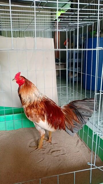 xám chuối 3k050 tay tốt cán hậu đẹp. Mua bán Gà tại Huyện Lai Vung Đồng Tháp được đăng bởi nhật thiên hình 1